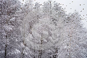 A flock of flying birds in a snowy forest.