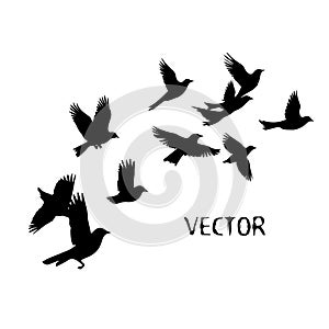 A flock of flying birds. Vector illustration