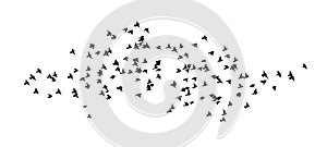 A flock of flying birds. Vector illustration