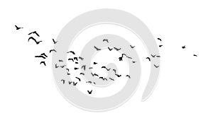 A flock of flying birds. Vector illustration