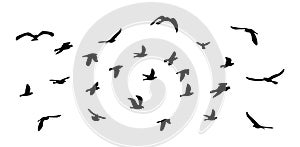 Flock of flying birds. Vector silhouette birds, stock illustration