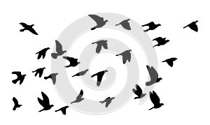 Flock of flying birds. Vector silhouette birds, stock illustration