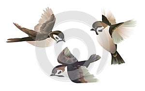 A flock of flying brown sparrows