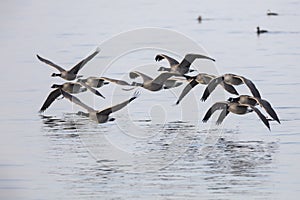 Flock of flying Canada Goose