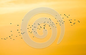 Flock of flying common cranes & x28;Grus grus& x29; in V formation with the setting sun sky in background, departing birds