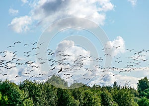 A flock of flying cranes over the tops of trees, migration of birds in spring and autumn