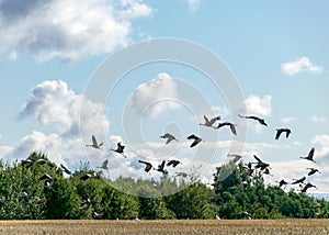A flock of flying cranes over the tops of trees, migration of birds in spring and autumn
