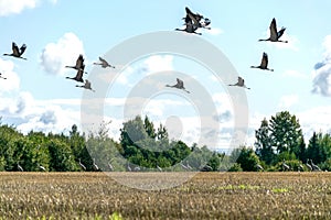 A flock of flying cranes over the tops of trees, migration of birds in spring and autumn