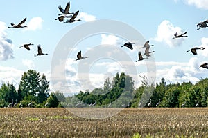 A flock of flying cranes over the tops of trees, migration of birds in spring and autumn