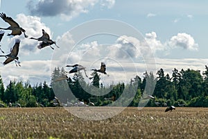 A flock of flying cranes over the tops of trees, migration of birds in spring and autumn