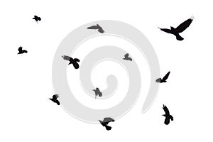 Flock of flying crows isolated on white background. Flock of birds isolated on white. Black crows are isolated in flight