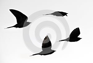 Flock of flying cuckoos photo