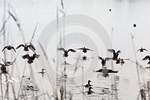 Flock flying ducks