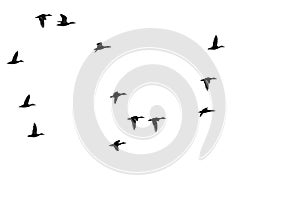 Flock of Flying Ducks Silhouetted on a White Background