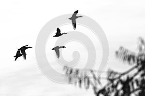 Flock of Flying Ducks Silhouetted on a White Background