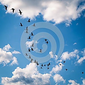 Flock of flying ducks in the sky