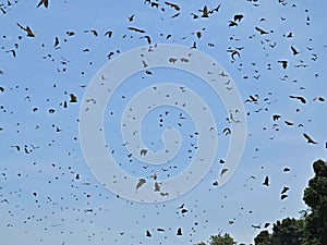 Flock of flying Foxes on a blue sky in the african nature habitat