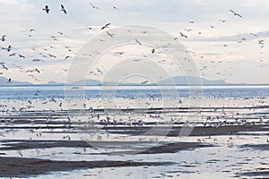 Flock flying gulls