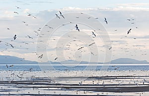 Flock flying gulls