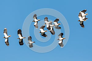 Flock of flying lapwing birds vanellus vanellus with blue sky