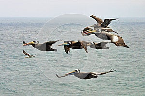 A flock of flying Northern gannet seabirds and a white seagull - concept of being different