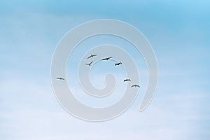 Flock of flying pelicans and blue sky background