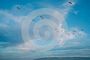 Flock of flying pelicans. Cloudy sky and silhouette of flying birds. Tranquil scene, freedom, hope, motivation concept