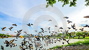 flock of flying pigeon at park in town, Thailand