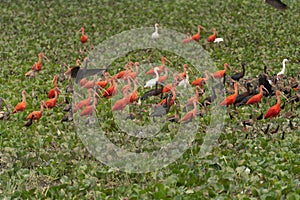 a flock of flying red ibis and Orinoco