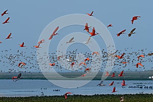 a flock of flying red ibis and Orinoco