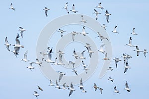 Flock of flying sea birds, Avocets, Godwit and Black Heaed Gulls