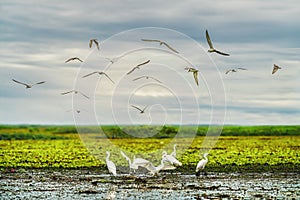 Flock of flying seagull and flock of heron living together at Thale Noi wetland