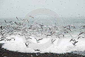 Flock of flying seagulls