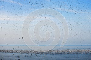 Flock of flying seagulls over the blue sea with floating seagulls