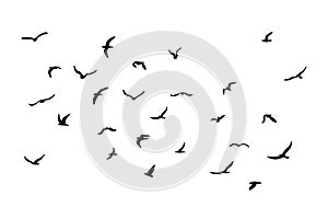 A flock of flying silhouette birds. Black on white background. Vector