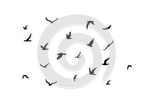 A flock of flying silhouette birds. Black on white background. Vector