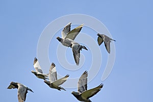 Flock of flying speed racing pigeon against clear blue sky