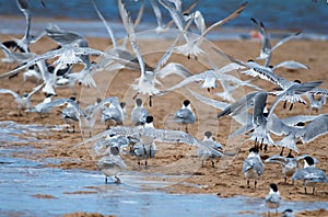 Flock of flying terns