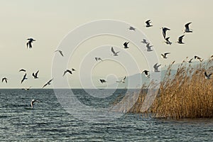 A flock of Forster`s terns over Lake Iznik