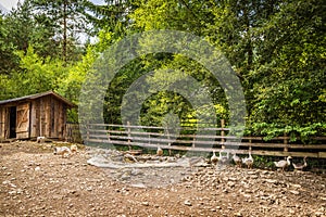 Flock Of Free Range Geese