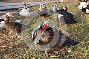 The flock of free range turkeys