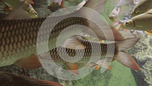 A flock of freshwater commercial fish: roach, perch, silver carp, white-eye bream, bream,close up