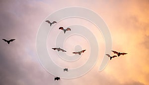 A flock of fruit bats in the sunset sky.