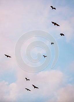 A flock of fruit bats in the sunset sky.