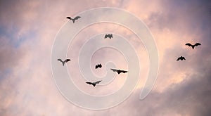 A flock of fruit bats in the sunset sky.