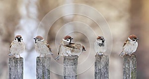 Flock of funny birds sparrows sit on a wooden fence in a row and have fun chatter