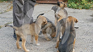 A flock of funny homeless little puppies fed by a man. Hungry dogs on the street whom give food