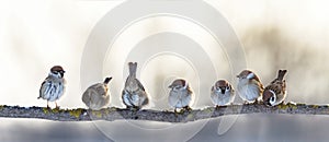 Flock of funny little birds sparrows are sitting on a branch in the garden and chirping photo