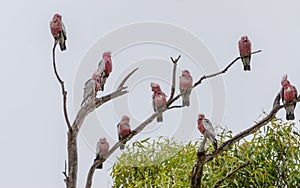 Flock of galah pink and grey cockatoos in tree mainland australia