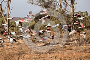 Flock of Galah`s